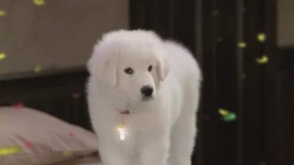 The Search for Santa Paws - Clip (English)