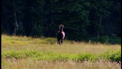 Das Geheimnis des wilden Mustangs - Trailer (English)