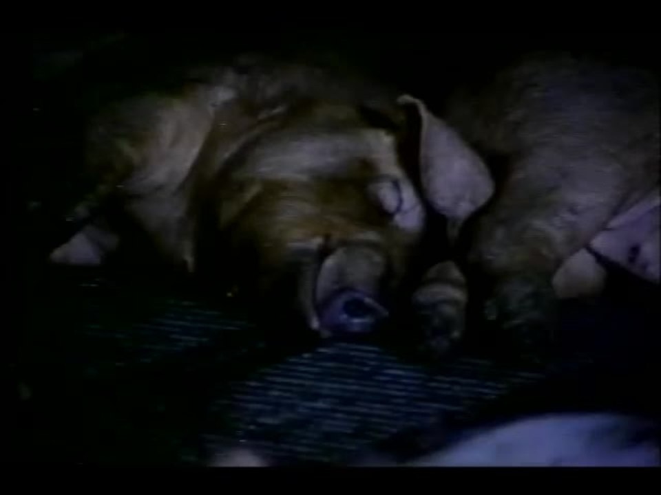 Slaughterhouse - Trailer (English)