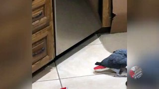 Hilarious parrot dances with a carrot