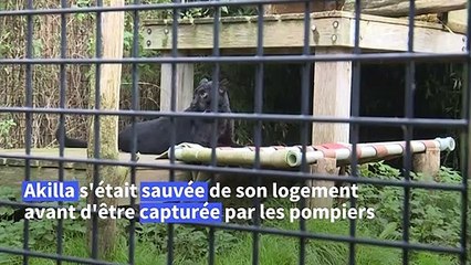 Une panthère volée en France semble avoir trouvé refuge aux Pays-Bas