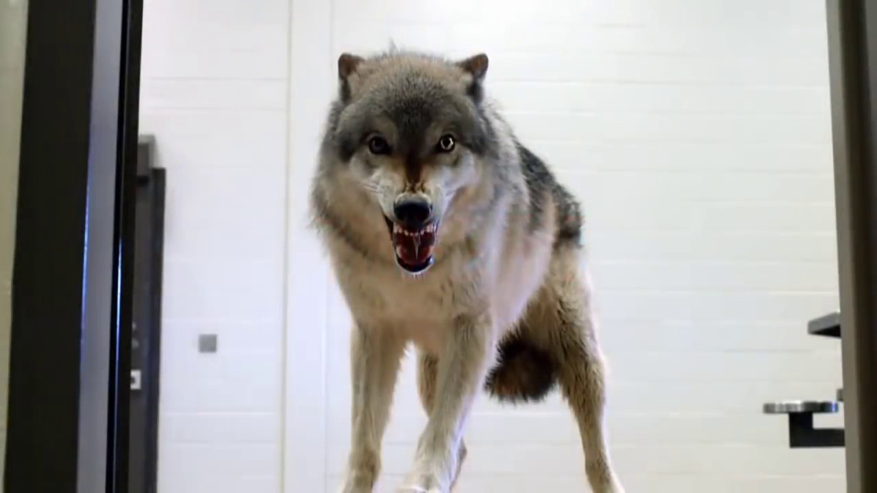 Zoo - S01 Trailer 2 (English) HD