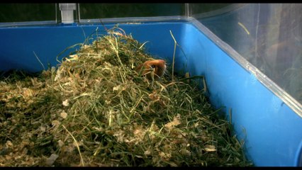 Rettet Raffi - Clip Fussball mit Raffi (Deutsch) HD