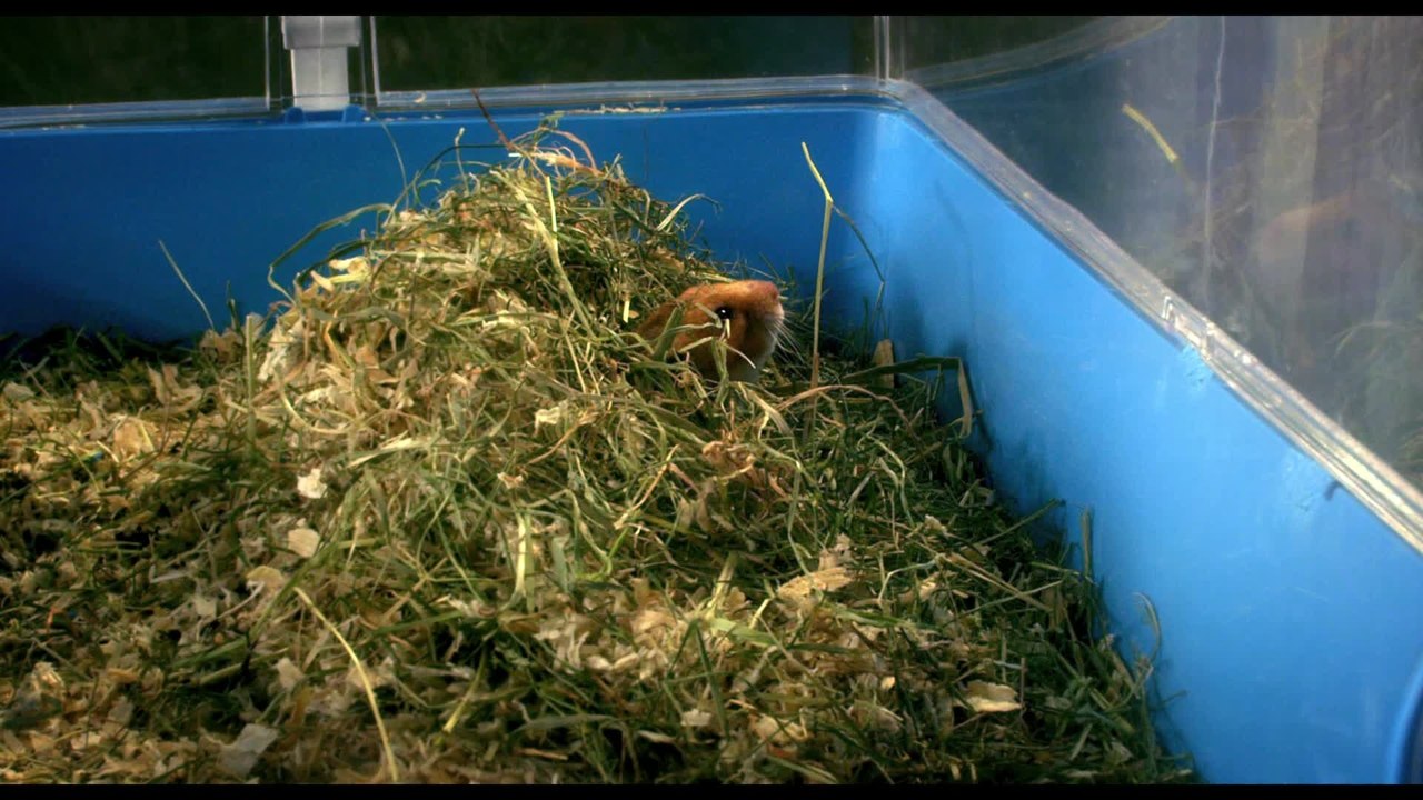 Rettet Raffi - Clip Fussball mit Raffi (Deutsch) HD