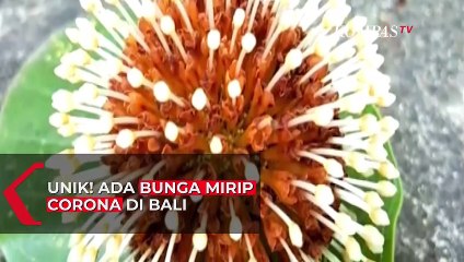 Unik! Ada Bunga Mirip Virus Corona di Bali