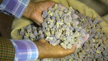 Why frankincense and myrrh are so expensive