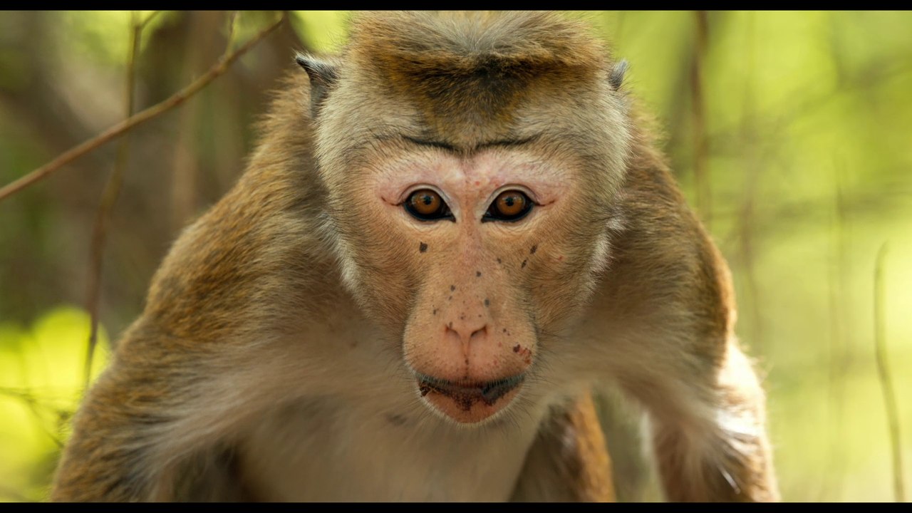 Im Reich der Affen - Trailer (Deutsch) HD