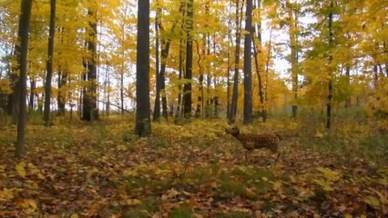 Rise of the Animals - Trailer (English) HD