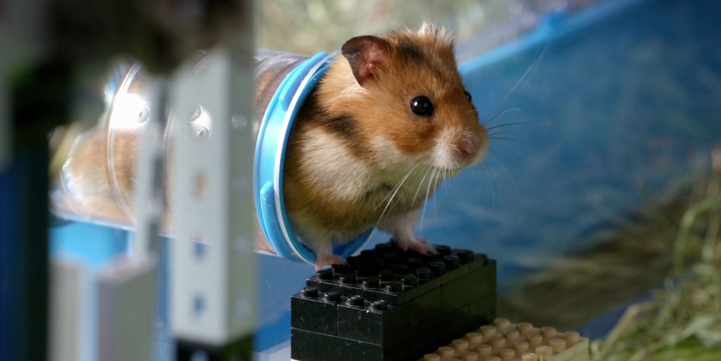 Rettet Raffi! - Trailer (Deutsch) HD