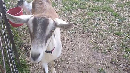 Mamma Alpine goat close up with her two kids