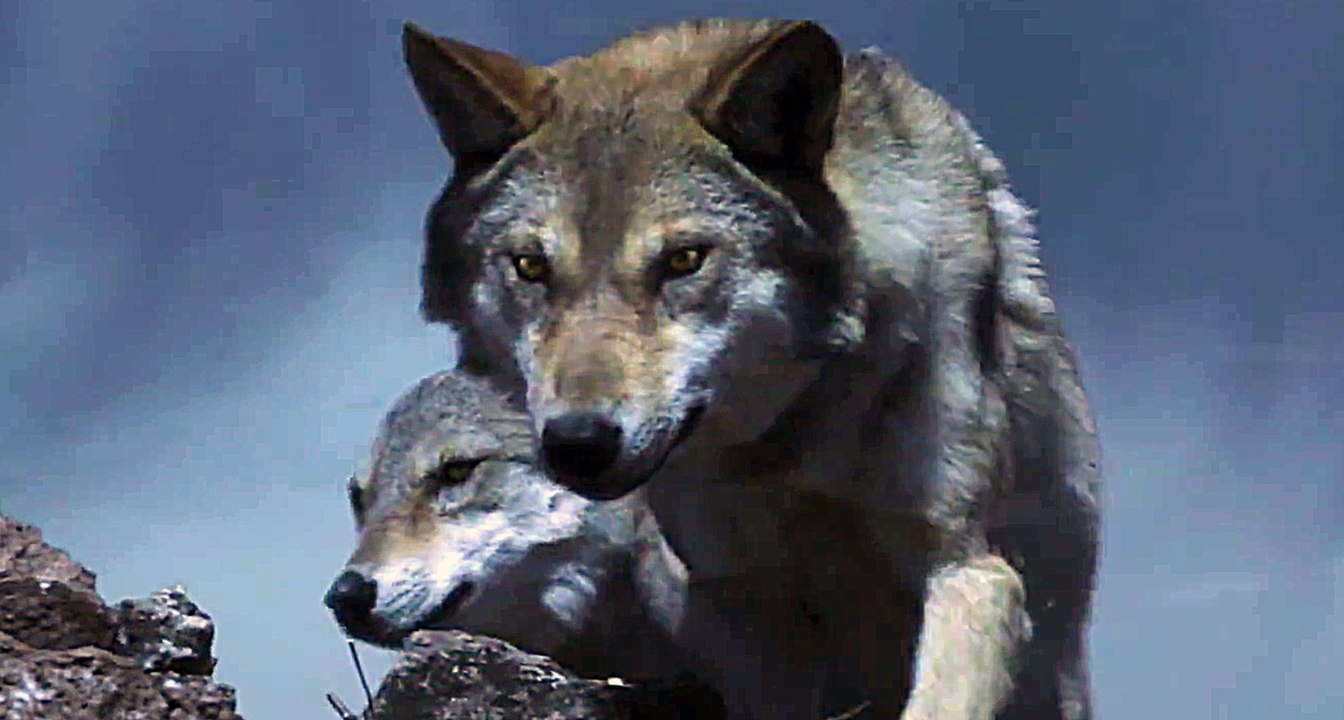 Der letzte Wolf - Trailer (Deutsch) HD