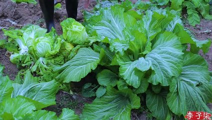 Kimchi, cet aliment au goût aigre-doux émerveillera votre hiver