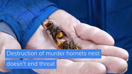 Destruction of murder hornets nest doesn't end threat, and other top stories in US news from November 11, 2020.