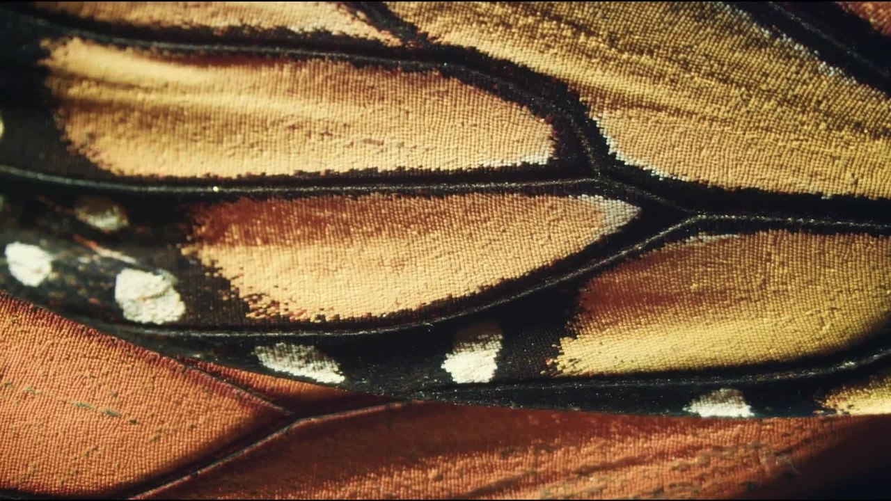 Flug der Schmetterlinge - Trailer (Deutsch) HD