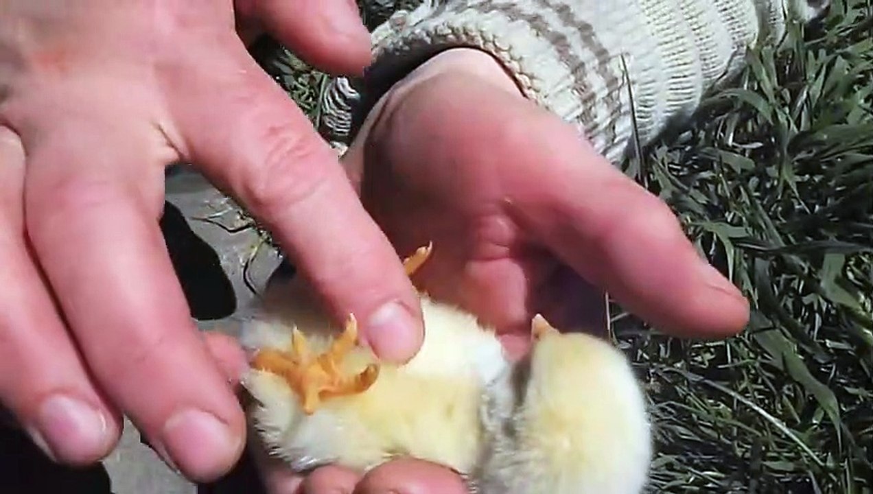 así se hace dormir a un pollito