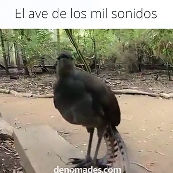 El Ave de los  mil sonidos