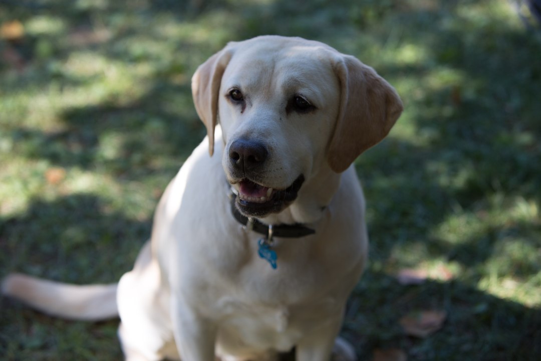 Ein Hund rettet Ostern - Trailer (Deutsch) HD