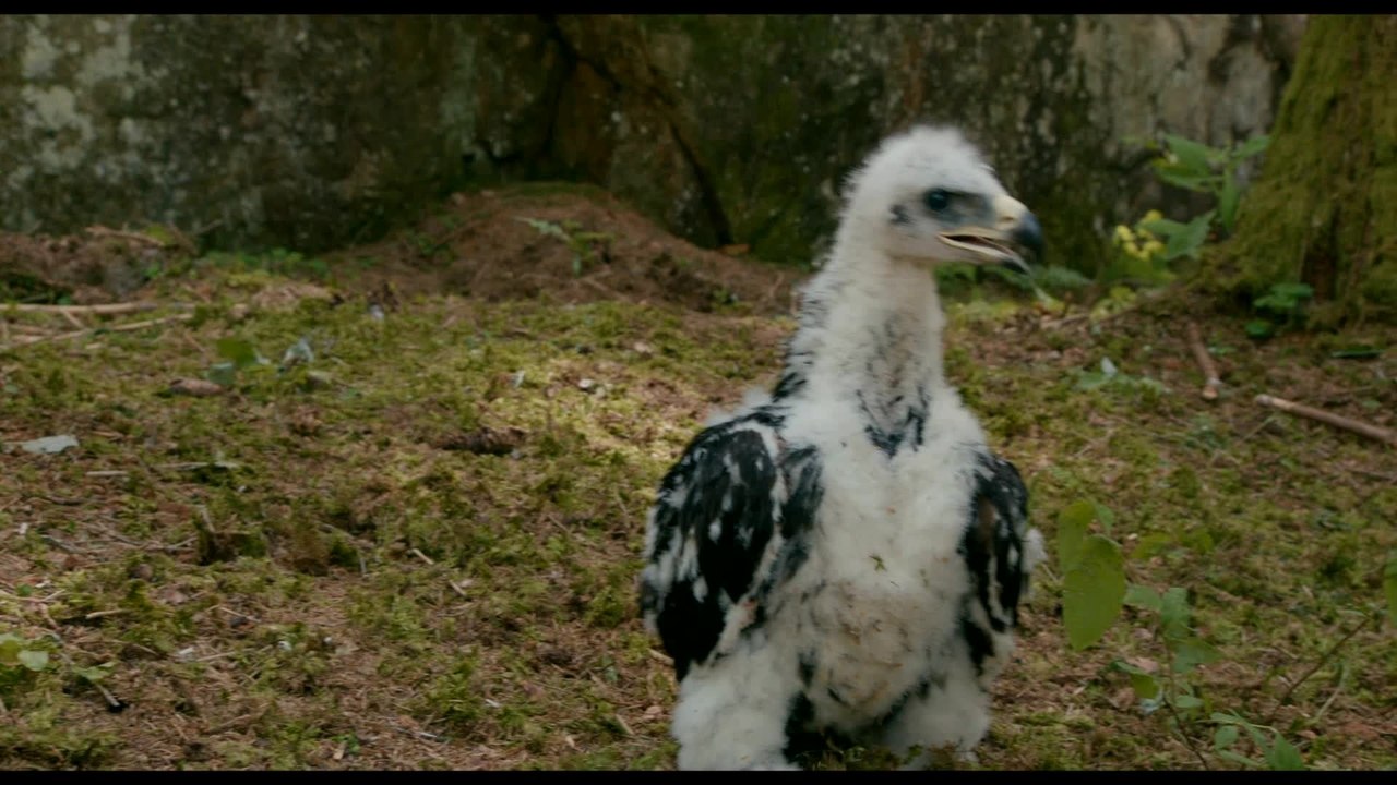 Wie BrÃ¼der im Wind - Clip 01 Die Entdeckung (Deutsch) HD