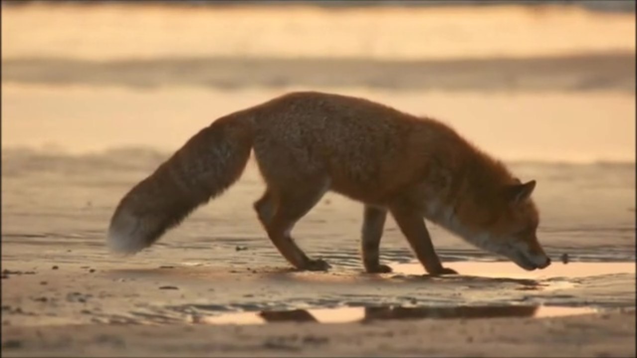 Wildes Venedig - Trailer (Deutsch) HD