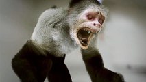 Zoombies - Trailer (English) HD