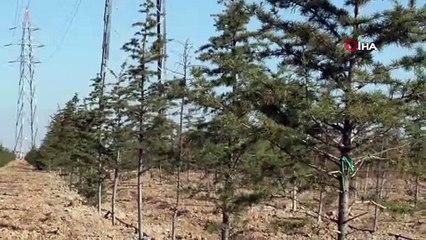 Konya’da dikilen geleceğe nefes olacak fidanlar büyüyor