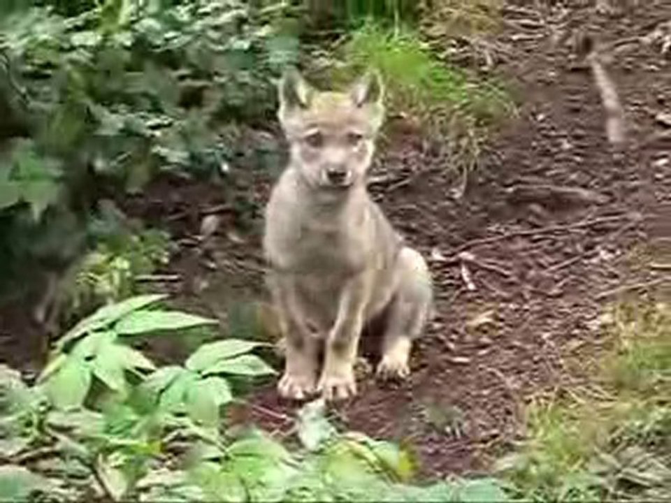 Junger_Wolf_auf_Erkundung