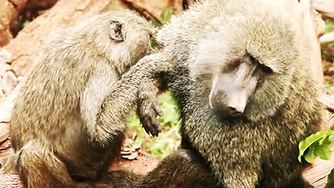 Sehnsucht Afrika - Trailer (Deutsch)