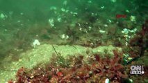 Çanakkale'de dalgıçlar deniz tabanını temizledi | Video