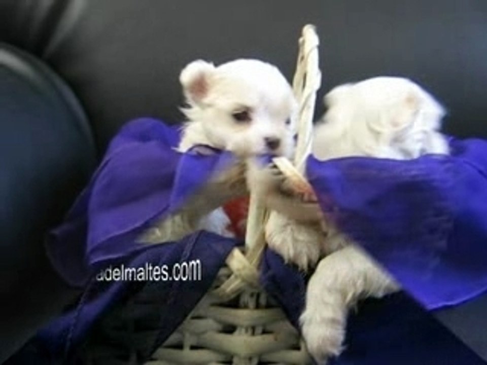 CACHORROS CESTITO