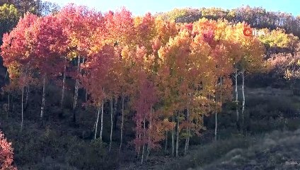 Muş’ta sonbahar güzellikleri