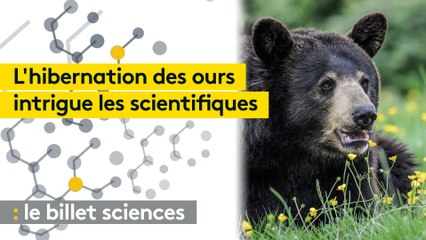 L'hibernation des ours, un mystère physiologique scruté par les scientifiques