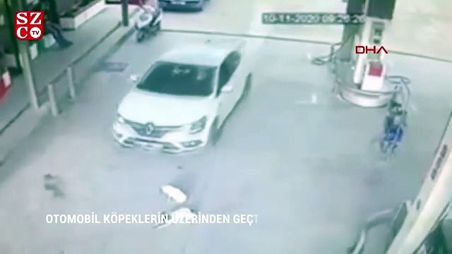 Otomobilin 2 köpeğin üzerinden geçti