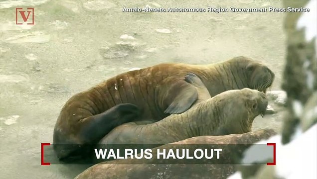 Thousands of Threatened Atlantic Walruses Filmed in Incredible Drone Footage