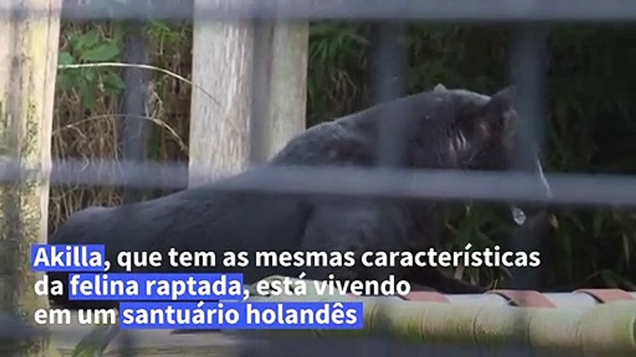 Felina encontrada