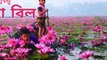 Water Lily Lake Tour by low cost near Dhaka।।শাপলা বিল ট্যুর