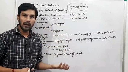 Gymnosperms Part 2: Sporophyte & Gametophyte Explained 🌿