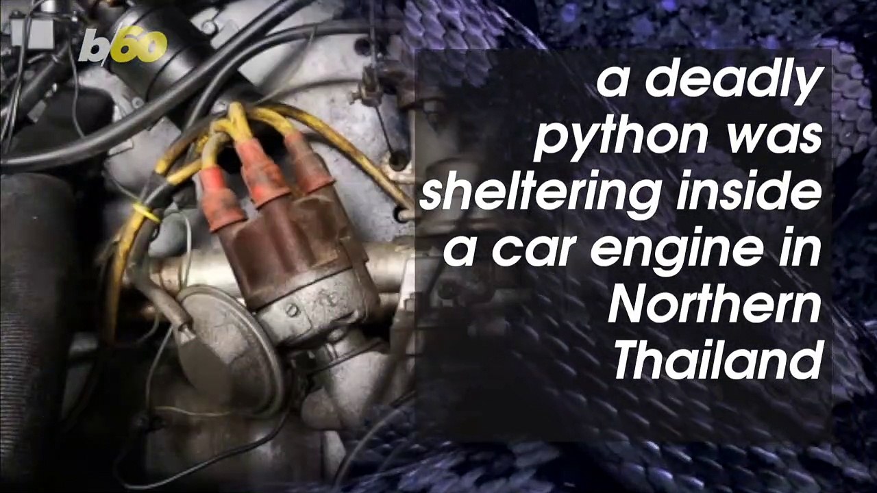 Terrifying Video Shows Giant Python on Windshield
