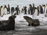 Robben und Pinguine in Gefahr: Eiskoloss nimmt Kurs auf Südgeorgien