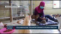 Pecinta Kucing di Banjarmasin Urunan Bentuk Rumah Singgah Untuk Kucing Terlantar