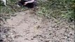 Girl Slips And Slides Down Muddy Slope