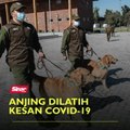 Anjing dilatih kesan Covid-19