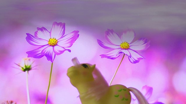 MÓJ MAŁY KUCYK-JAK ROŚNIE MÓJ OGRÓD