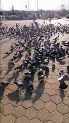 Pigeons on the Road to Arafat, Makkah