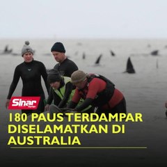 180 paus terdampar diselamatkan di Australia
