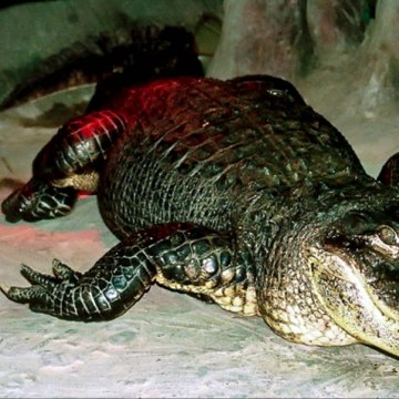 Aligator era Perang Dunia Kedua mati