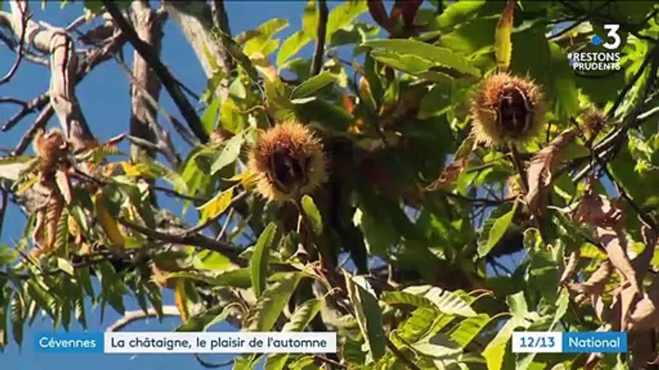 Cévennes : les châtaignes font recette