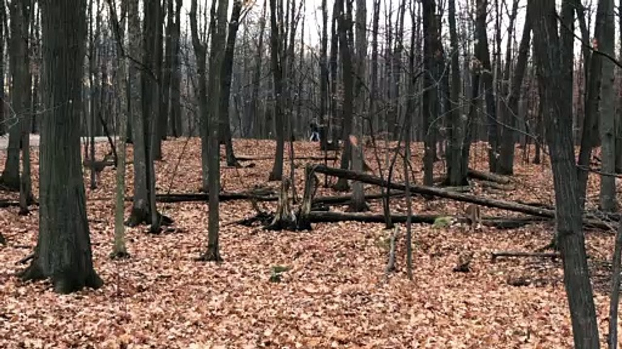 Cerfs de Virginie au parc Michel-Chartrand - 10 novembre 2020