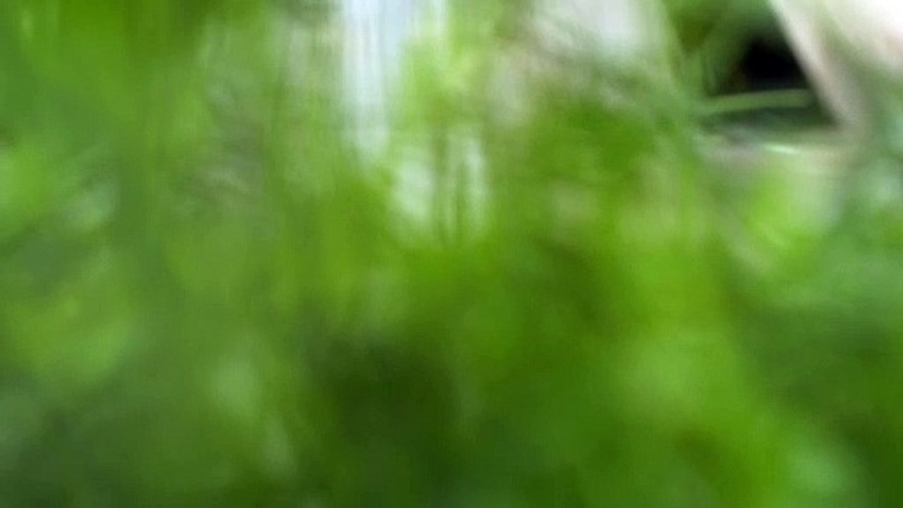 Bee In Jungle