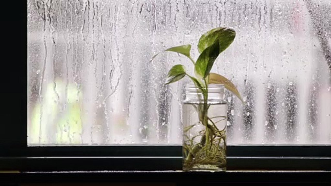 Nature And Plants