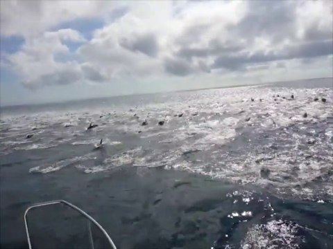 Ce banc de dauphins est immense, du jamais vu.